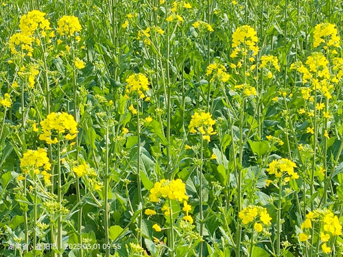 蒸水河畔油菜花海，等你来观赏