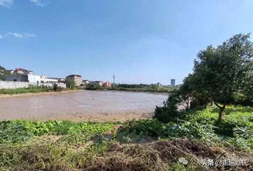 寻根泰和鹅颈塘，跨越时空的溯源