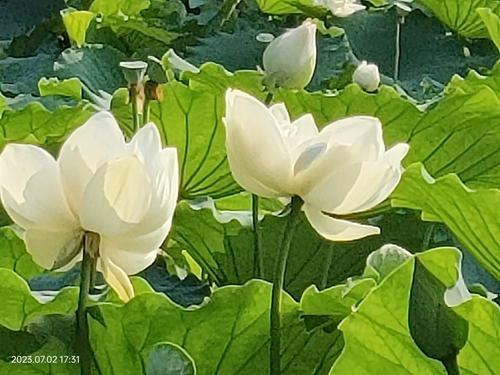 黄帝：开拓华夏的伟大征程