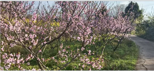 南充高坪佛门乡白山村邀您共赴一场春天的约会